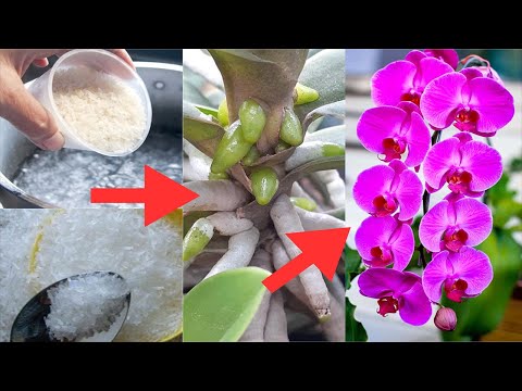 Video: Lycaste Orchid Care Guide: Wenke vir die kweek van Lycaste Orgideë