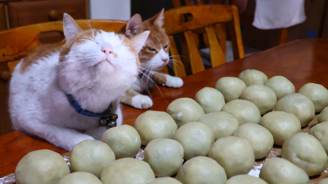 猫たちと春彼岸まんじゅう作り 2026 260319 - YouTube