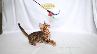 Dakota Gold, официальный питомник бенгальской кошки, бенгальский котенок, на белом фоне 5 Dakota Gold, официальный питомник бенгальской кошки, бенгальский котенок, на белом фоне 5