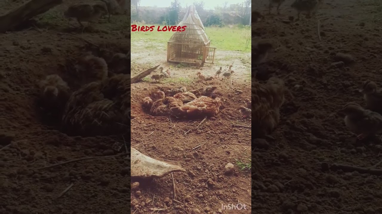 francolin chiks | teetar k bacchy 