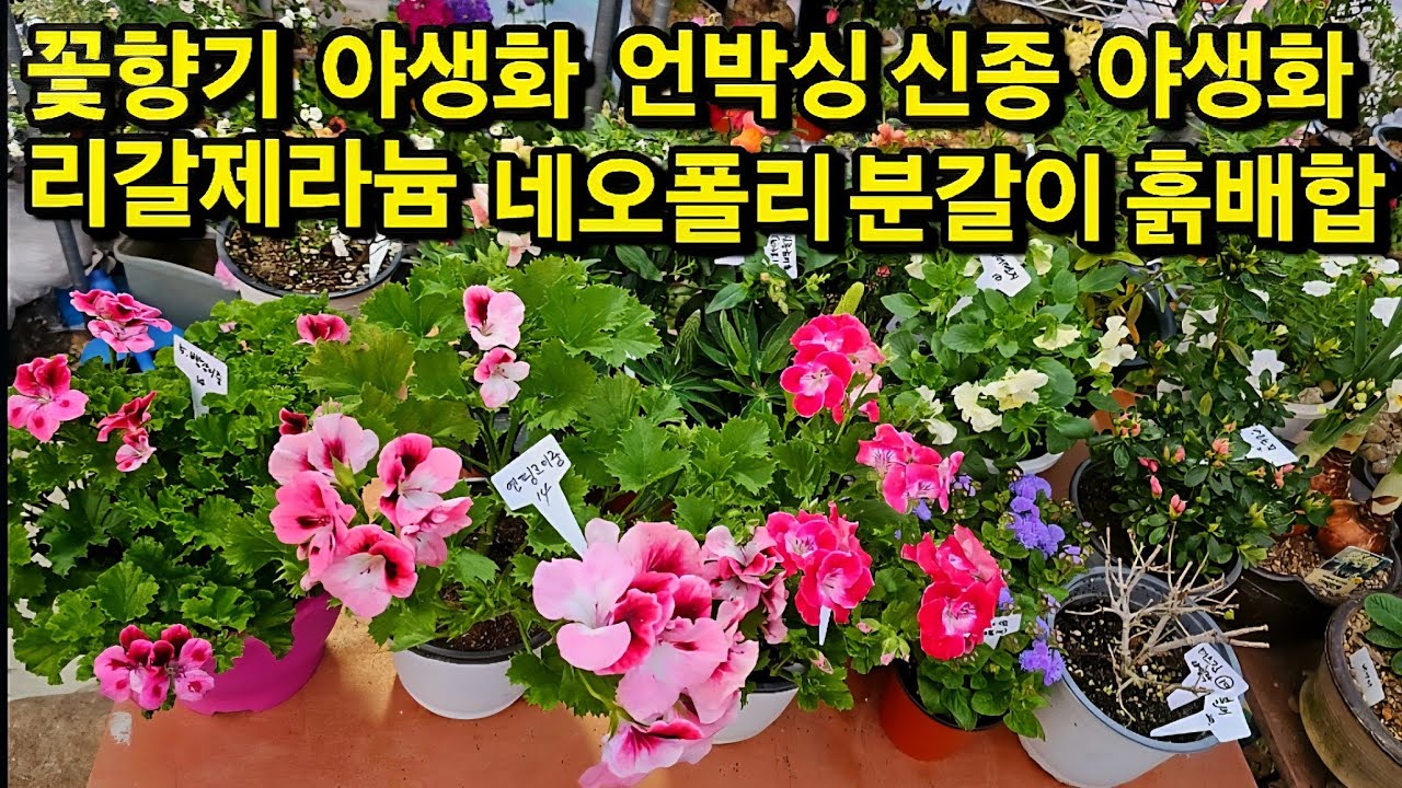 꽃향기 야생화 신종야생화 사계절 피는 꽃 네오폴리 리갈제라늄 분갈이 흙배합 키우기