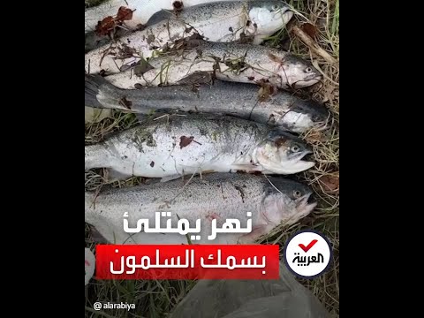 بسبب العاصفة أسماك السلمون المرقط تملأ أنهار سوتشي