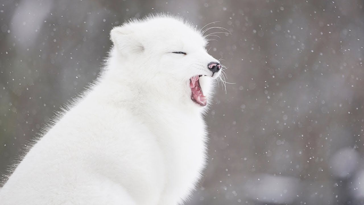 ARCTIC FOXES in the Snow