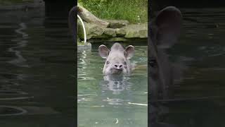 Download Lagu Suara apa yang dihasilkan tapir?🎙️🐽 MP3 Download Lagu Suara apa yang dihasilkan tapir?🎙️🐽 MP3