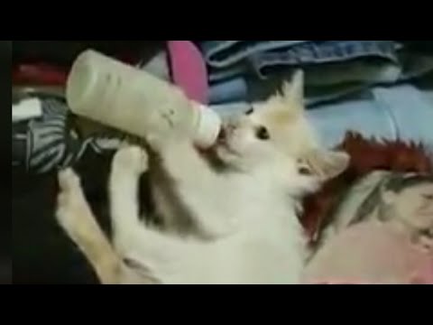 Breastfeeding a cat || Menyusui Kucing