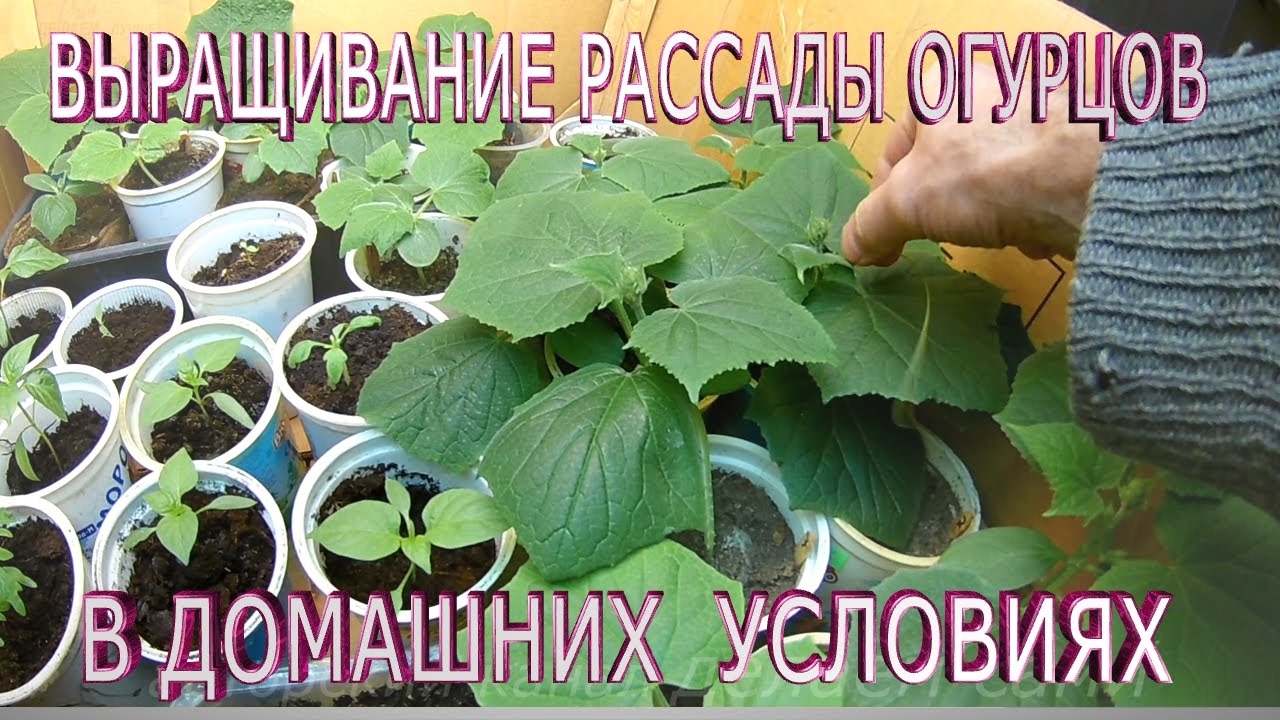Огурцы: особый способ выращивания Огурцы: особый способ выращивания