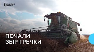 Черкаські аграрії почали збір гречки