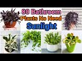80 No/Low Sunlight Bathroom Plants | Low Light House Plants | No Need Sun Plants | That Garden Girl