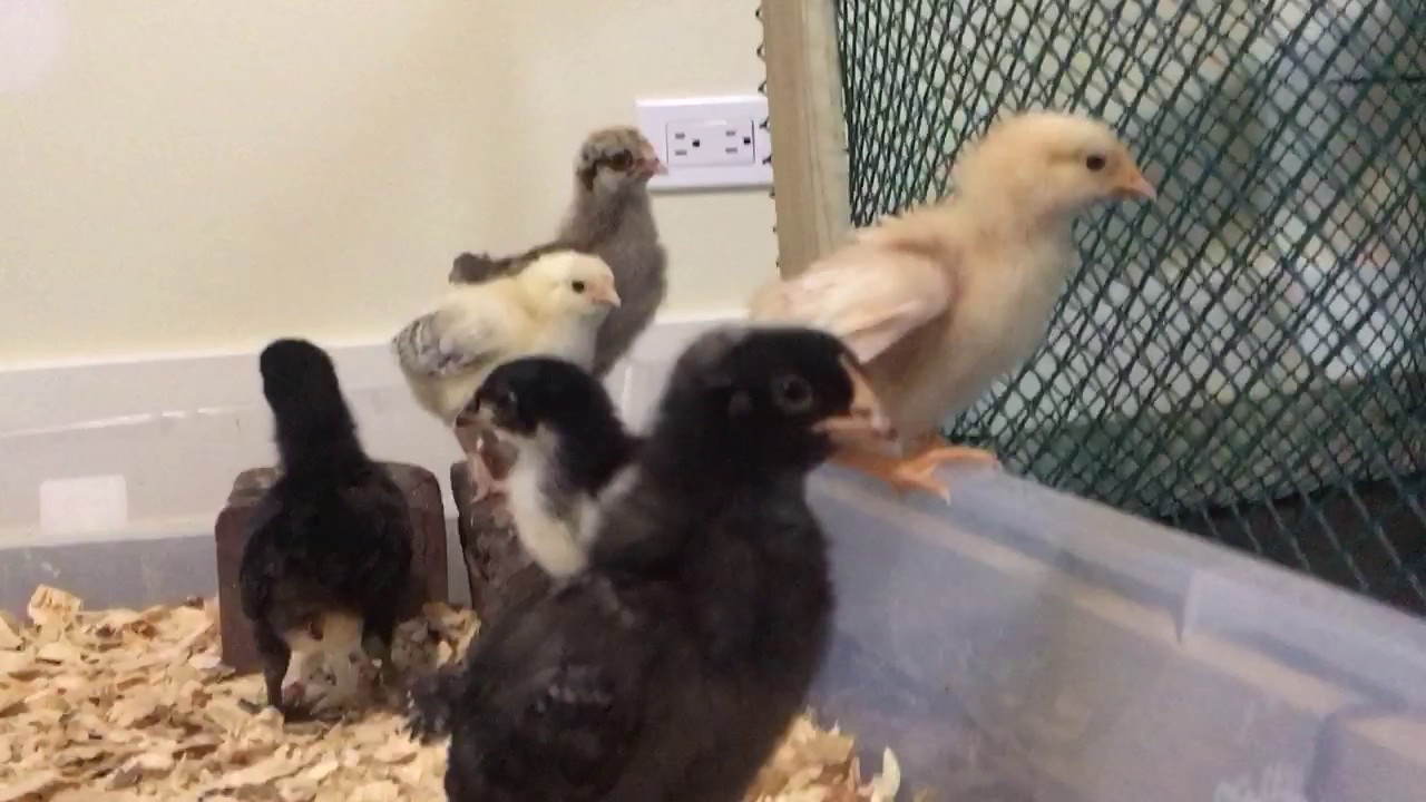 chicks cleaning their cage YouTube