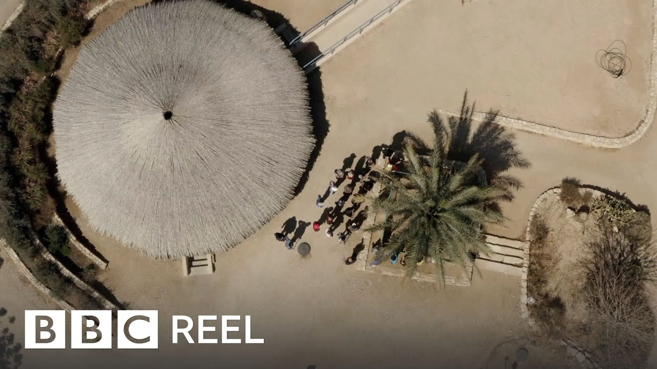 Extinct tree from the time of Jesus rises from the dead in Israel