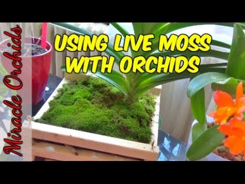 Watch me water my orchids in sphagnum moss. Lots of moss growing tips. 