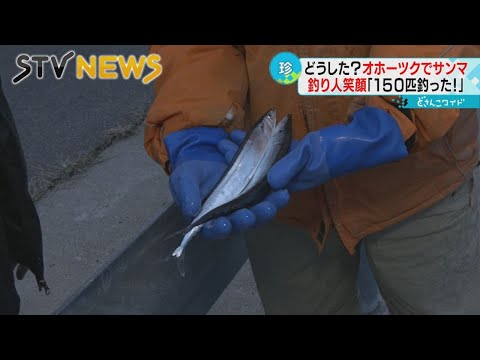 【入れ食い状態】オホーツク海沿岸に大量のサンマ　釣り人は歓喜　不漁続きなのになぜ？