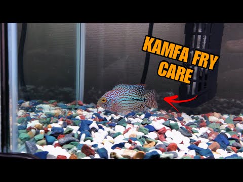 Kamfa Fry Care Video