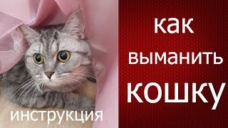 Лайфхак инструкция: как выманить и поймать кота, кошку из укрытия с помощью игрушки. Лайфхак инструкция: как выманить и поймать кота, кошку из укрытия с помощью игрушки.