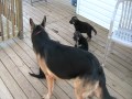 German Shepherd (Daddy)  playing with his babies at six weeks old