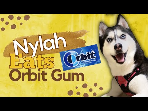 Video: Toksisitas Xylitol pada Anjing