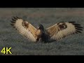 Rough-legged Buzzard - 2020: Northern Winter Visitor hunting for Mice