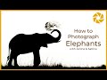 Wildlife Photography Tips. How to photograph ELEPHANTS.