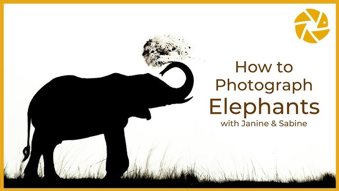 5 Ways To Mastering Elephant Photography Tips And 2024