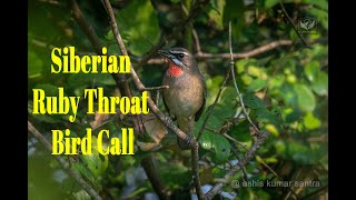 Siberian Ruby throat bird call