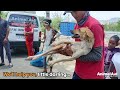 Spine injured street dog can’t understand why her legs won’t work…