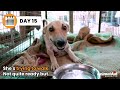 Spine injured street dog can’t understand why her legs won’t work…