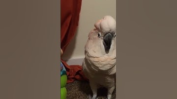 what the hell is that!? #umbrellacockatoo #cockatootalking #whiteparrot #moluccancockatoo #cockato