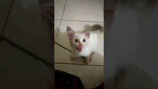 Download Lagu Ojo Di Banding-bandingke #cat #pets #cats #kucing #viral #kitten  #shorts #pet #catlover #anabul MP3