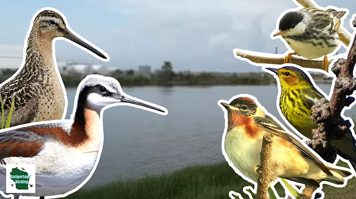 INCREDIBLE Spring Migration Birding in Louisiana