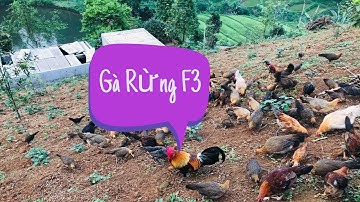 Gà Rừng Kênh Núi Rừng Tv Cần Chuyển Nhượng 1 Trống f3 Anh Em Ai Cần Liên Hệ 0965723995