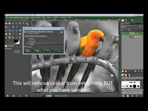 Selective Colouring GIMP tutorial