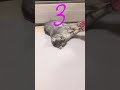 【青森ナイチンゲール】MT5 マジで手拍子する5秒前 #shorts #青森ナイチンゲール #猫