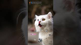 Download Lagu supart machinery turbos cat talkshow #supart #turbo #cat #pet #funny #talkshow #spares MP3 Download Lagu supart machinery turbos cat talkshow #supart #turbo #cat #pet #funny #talkshow #spares MP3