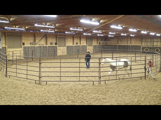 Versatility Horse "Wyatt" Part 3 - Foundation Education