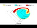 Clades Versus Taxa: Unraveling the Tree of Life