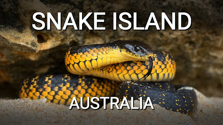 Snake island of Australia, the island full of deadly venomous Tiger snakes - DayDayNews