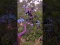 I hunted monkeys from a tree.🙉#foryou #hunting #shortvideo