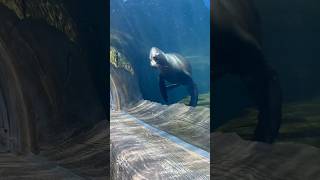 Sea Lion Playing #animals #ocean #shorts