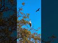Hans #birds