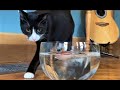 Tuxedo cat Rascal plays with water 💦 #Tuxedocat #TuxedocatRascal #cutecat