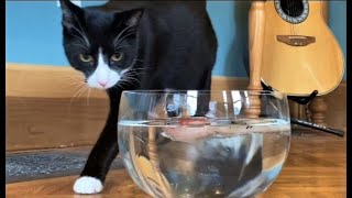 Tuxedo cat Rascal plays with water 💦 #Tuxedocat #TuxedocatRascal #cutecat by ThatRascal 5,059 views 2 years ago 1 minute, 20 seconds