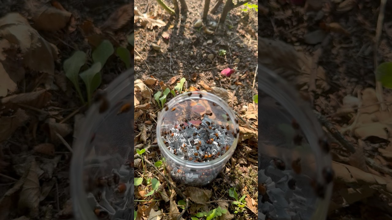 🐞🌹 Lotta integrata: la scelta sostenibile del Parco Sigurtà con 10.000 coccinelle e insetti utili