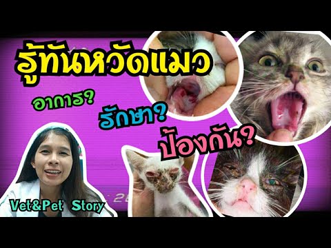 หวัดแมว ติดคนไหม รักษายังไง กี่วันหาย | cat flu