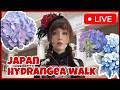 🔴 Hydrangea & Typhoons: Ask Japanese 11 Year Anniversary 🔥 - LIVE from Tokyo