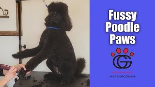 Fussy Poodle Paws - Shaving Clean Feet on a reluctant young Standard Poodle by Gina's Grooming 695 views 11 months ago 2 minutes, 5 seconds