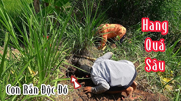 Ba Con Rắn Hổ Ở Hang Sâu Nóng Lạnh | Mười Thương SB