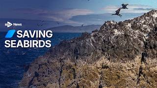 Seabird conservation