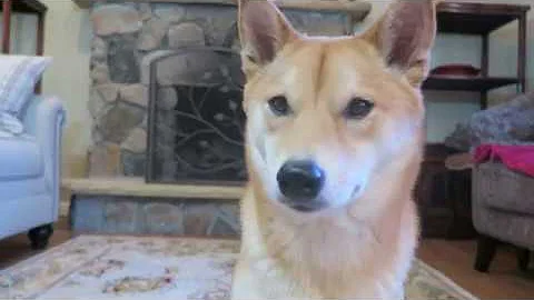 How Smart is a Shiba Inu Dog Intelligence test!