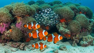 “Oceanic Mind Sanctuary | Hypnotic Aquarium Piano for Deep Rest & Pure Focus”