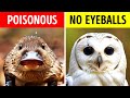 The Wildest Animal Facts You